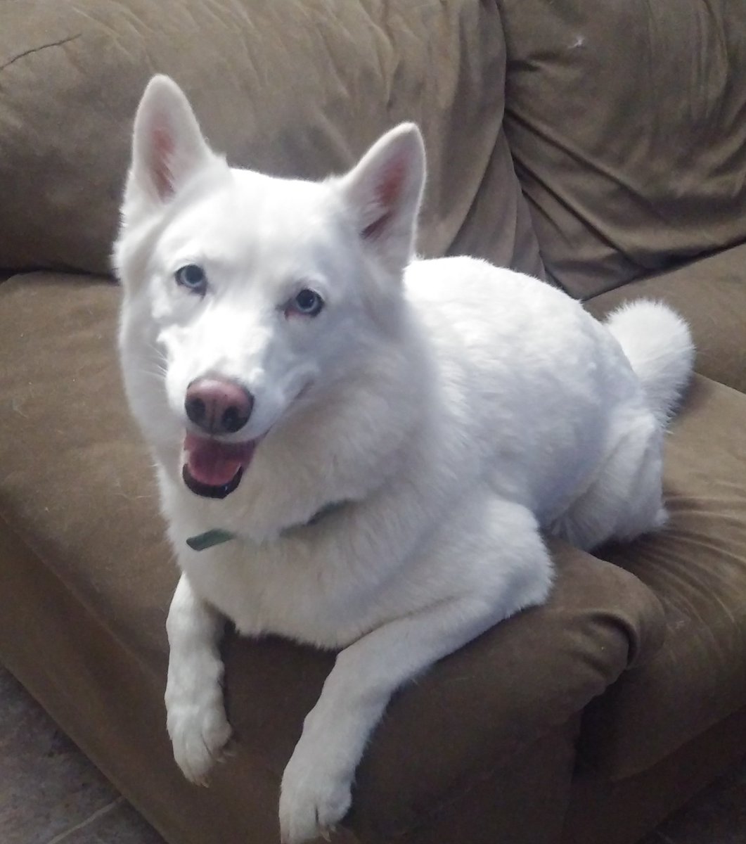 KC23545178's tweet photo. That face you make when you get bacon grease on your dog food!!! #Pushka #spoiled #huskylife #SiberianHusky https://t.co/D2qgJgCKty