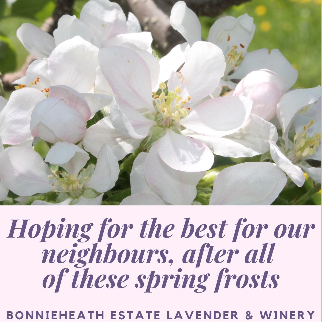 It has been a challenging spring for farmers. Let's hope that all was not lost with the frosts of the last week. #staystrong #ontariofarmers #ontarioapples #ontariocherries #growninnorfolk #norfolkapples #norfolkcherryco #agforever #agriculturelife #horticulture