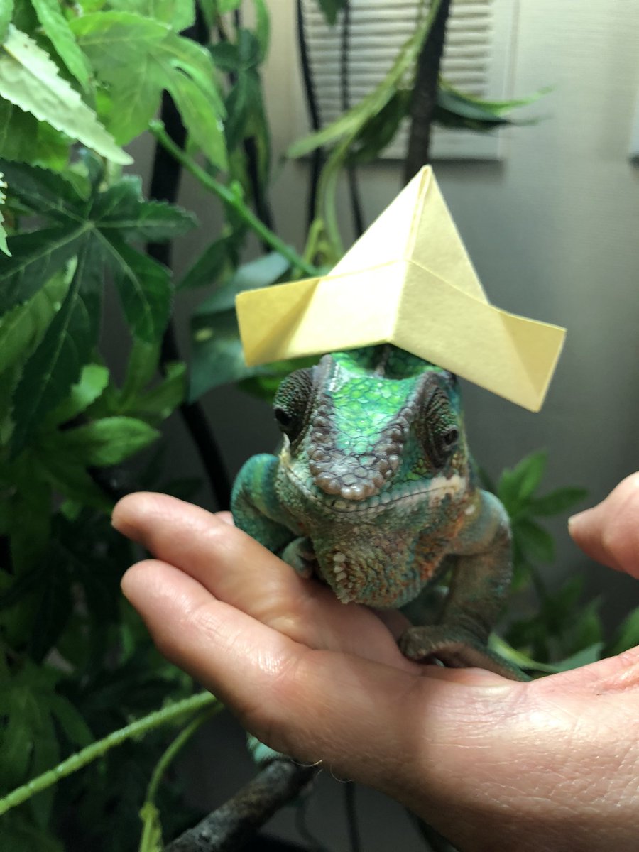 staceysole2020 tweet media