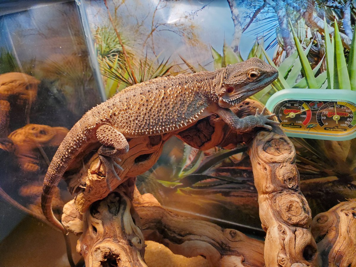 Kelly Bachman tweet media