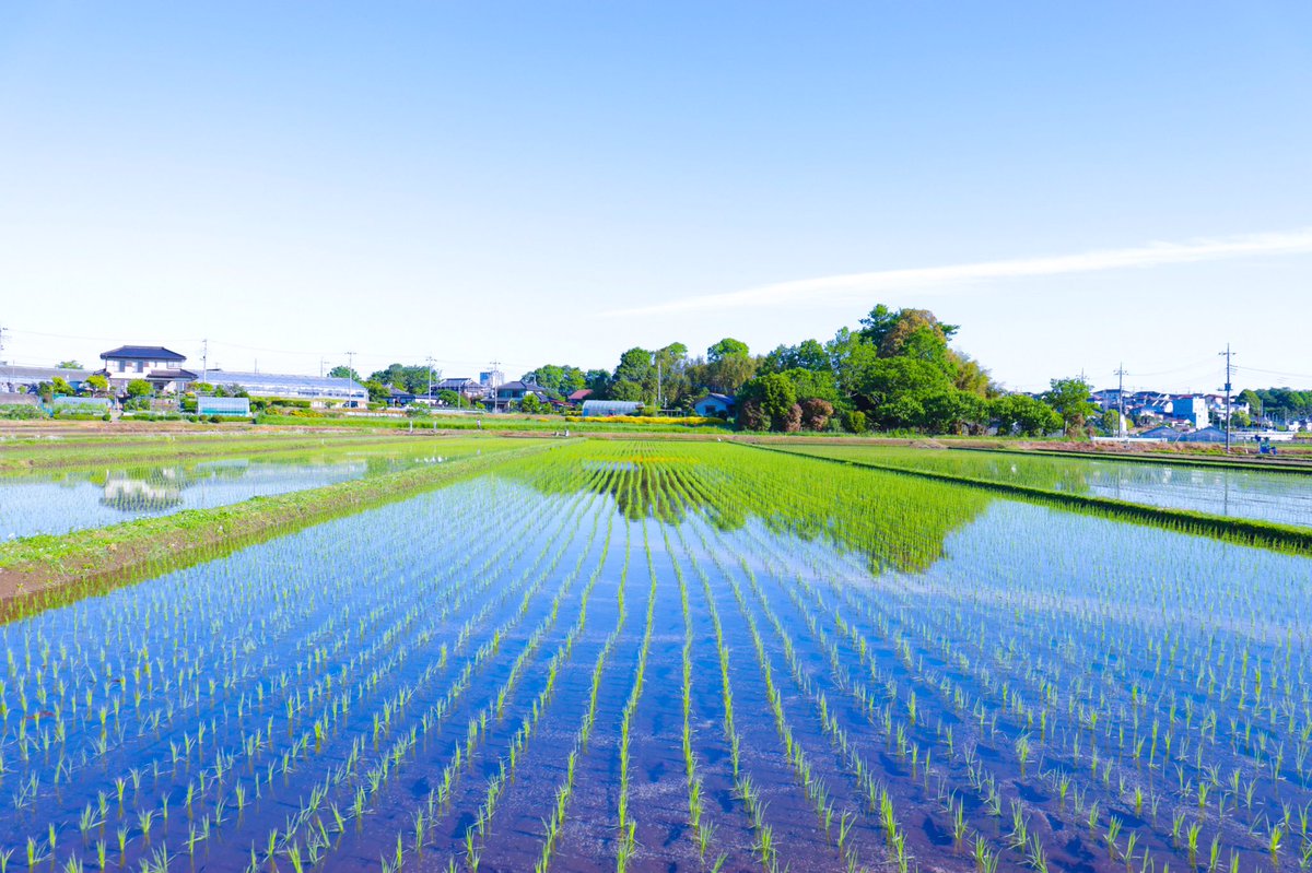 dozenjojo's tweet photo. #田んぼ #田植え #日本の風景 #japanview https://t.co/jHM0sMvAN6