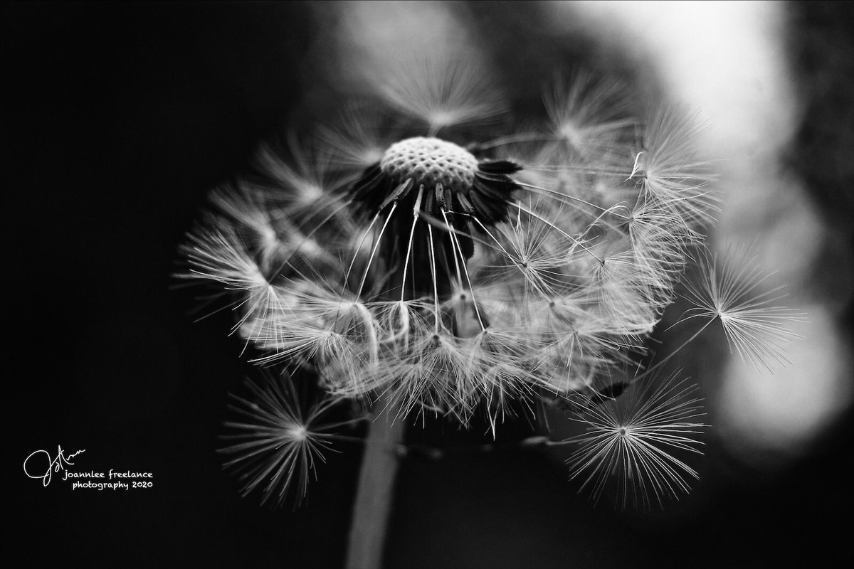 jo_annie42's tweet image. The golden rule in the arts, as far as I am concerned, is that all rules are meant to be broken ~ Michael Kenna 
#makingawish #dandelion #nature #NaturePhotography #blackandwhitephotography #PhotoOfTheWeek #ThePhotoHour #bokeh #naturelove #beautiful #myphotography #GoodVibesOnly