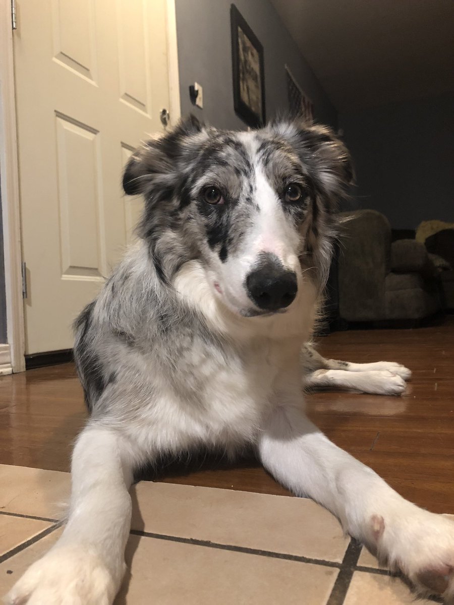Jdot2Hott's tweet photo. My dog is cute as shit and I love her https://t.co/Hm8gdAzsfG