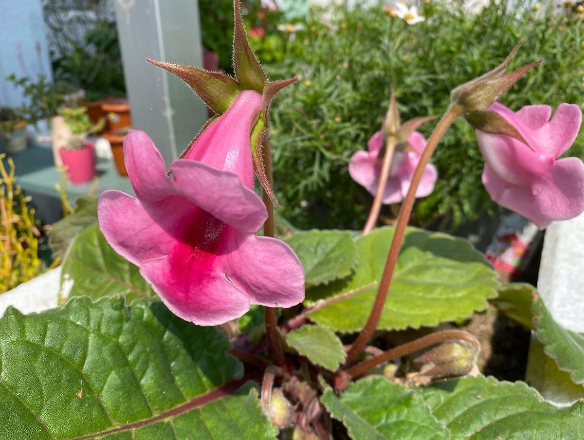 الوسم グロキシニアの花 على تويتر