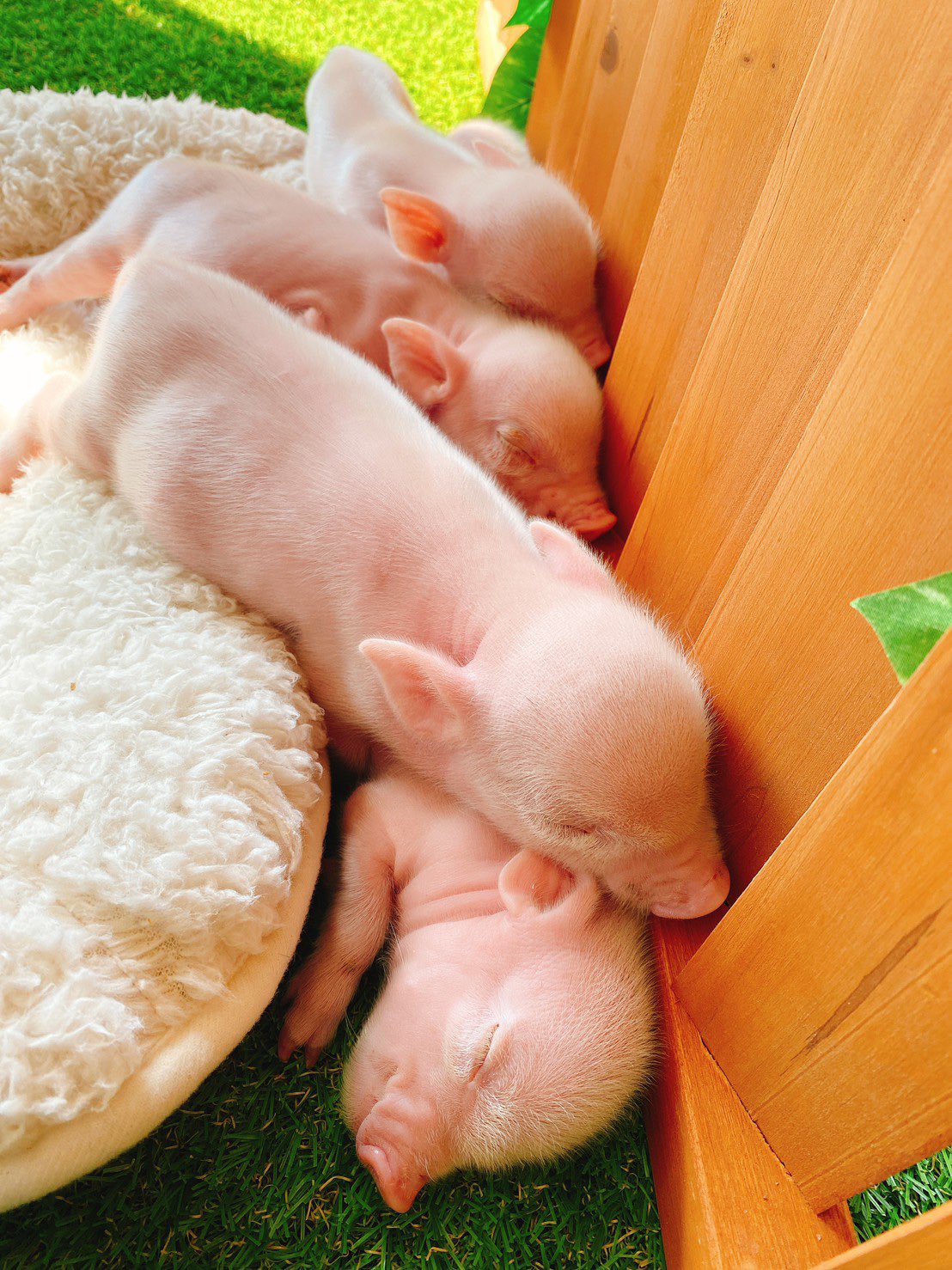 Mipig 日本初マイクロブタファーム 天使の 密です Mipig Mipigcafe Micropig マイクロブタ マイクロブタカフェ 動物の赤ちゃん Baby 赤ちゃん 天使 Angel 密です T Co B4zhknlxjh Twitter