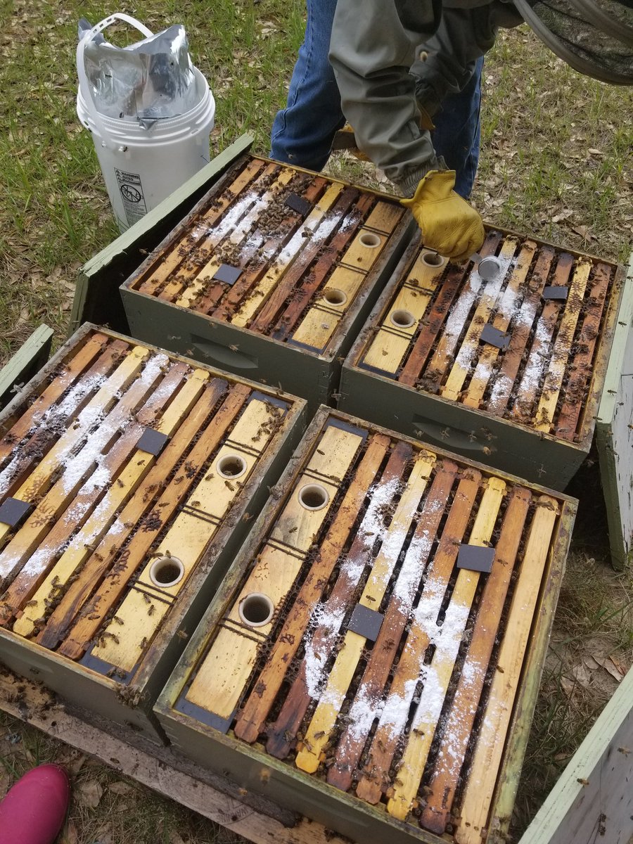 Beekeepers_Wife's tweet photo. Checking and treating today https://t.co/Kivr8LeW46