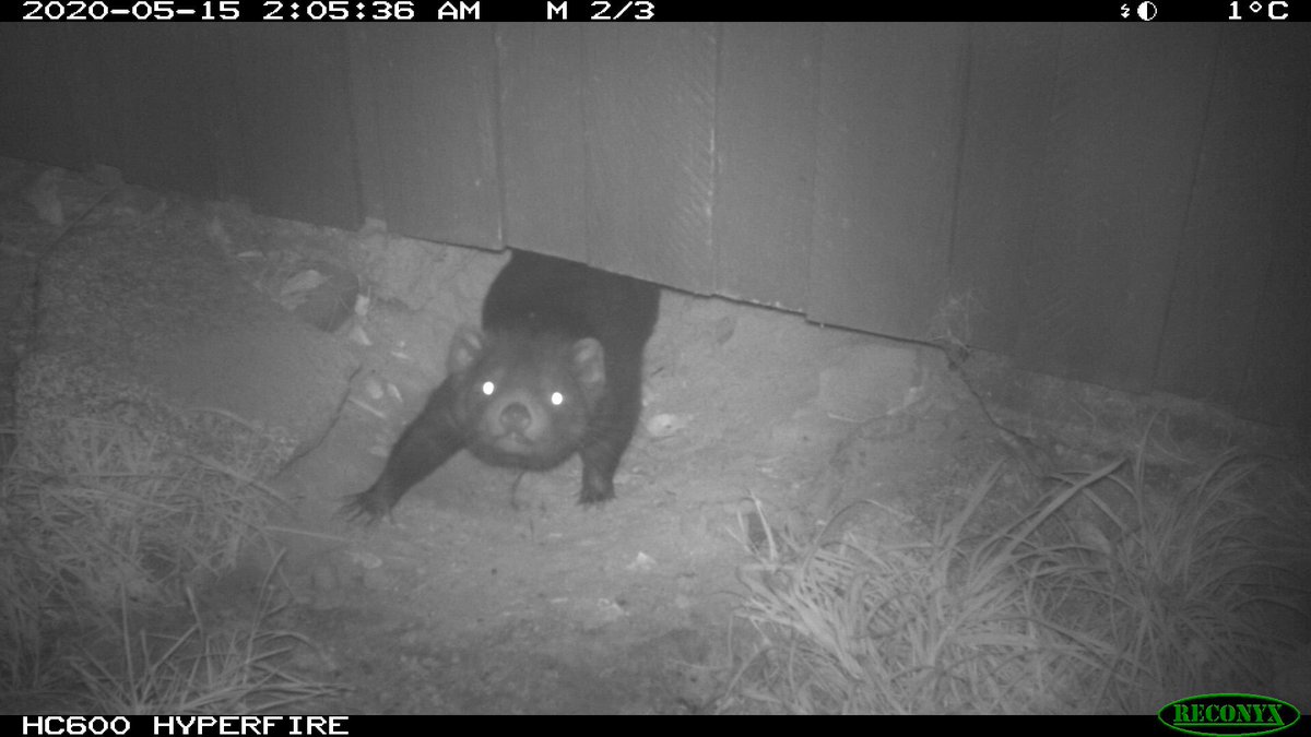 Yoga on the doorstep - Tasmanian devil style