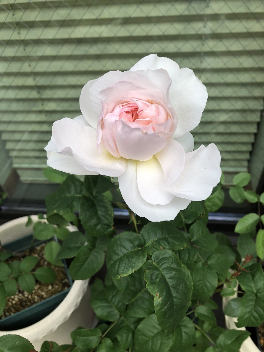 しの 我が家のバラが次々に開花し始めた 一番開花はf Gローズのアッサンブラージュ 2年前の西武ドームの 国際バラとガーデニングショウ で新作を見て一目惚れし 買って東京から持ち帰った子 本当はもう少し白いはずだが 香りが良い 1日で左から右の しの 我が家のバラが次々に開花し始めた 一番開花はf Gローズのアッサンブラージュ 2年前の西武ドームの 国際バラとガーデニングショウ で新作を見て一目惚れし 買って東京から持ち帰った子 本当はもう少し白いはずだが 香りが良い 1日で左から右の