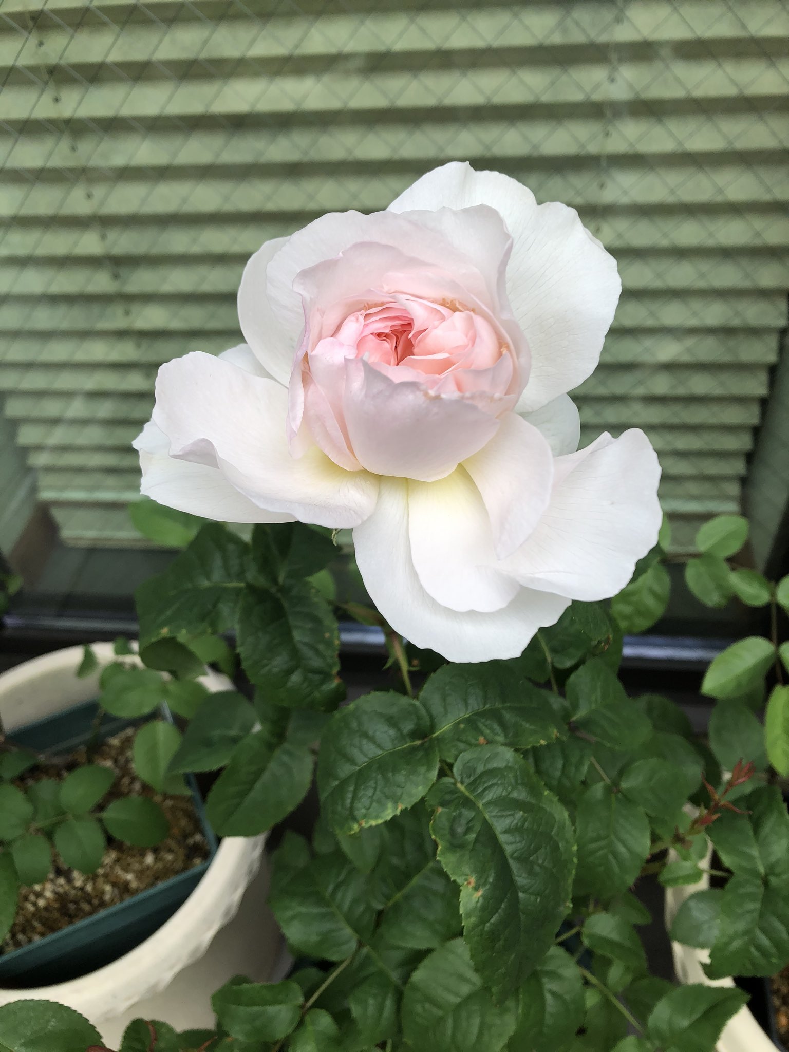 しの 我が家のバラが次々に開花し始めた 一番開花はf Gローズのアッサンブラージュ 2年前の西武ドームの 国際バラとガーデニングショウ で新作を見て一目惚れし 買って東京から持ち帰った子 本当はもう少し白いはずだが 香りが良い 1日で左から右の