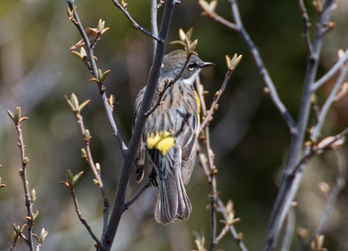 1. Red-winged Blackbird2. Northern Flicker3. Yellow-rumped Warbler (zillions of these)4. Muskrat (not a bird!) #yyc