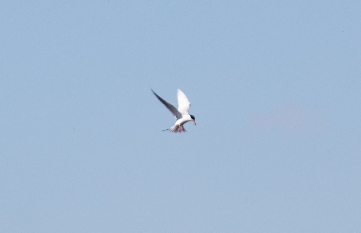 Need some help with these. I'm bad at sparrows (and hawks) because they're all just brown birds!As well, I believe the last picture is a Common Tern (as opposed to Forster's Tern).  @FisherSpeaks  @birdscalgary  #yyc