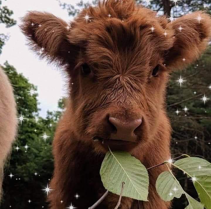 GracianovAlex's tweet photo. Este becerrito es lo mas cute que verán en esta noche❤️ https://t.co/TN6Sq1cAPn