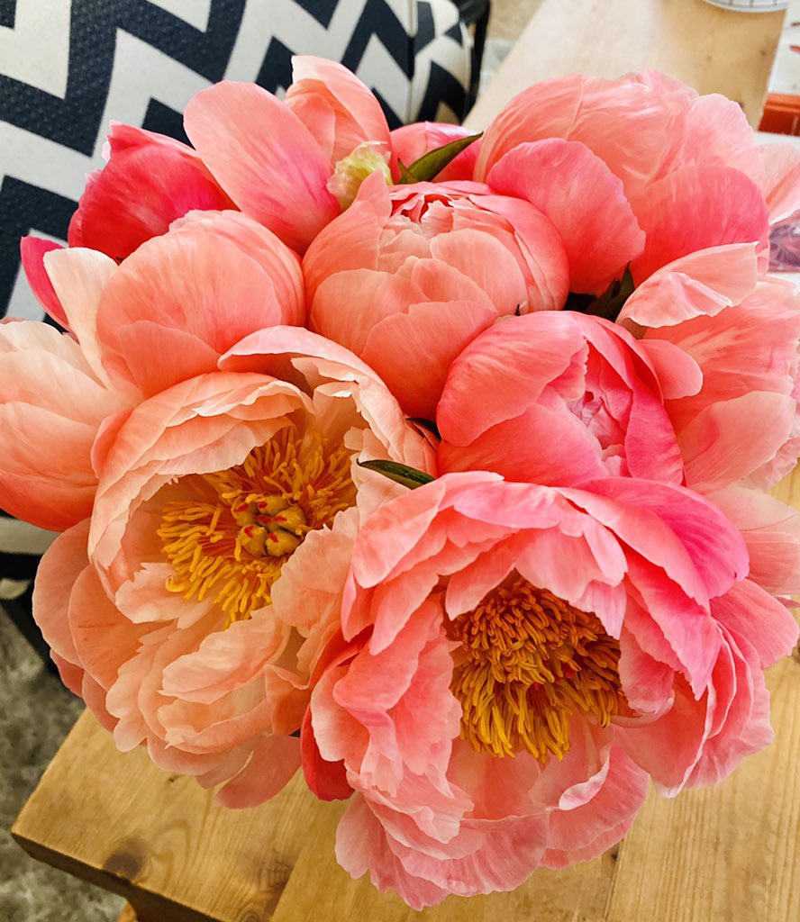 CapriceLeonard's tweet photo. See what can happen in two days?  NOW I’m a happy girl! #Peonies #FaveFlower #Obsessed https://t.co/8o6ozGupd1
