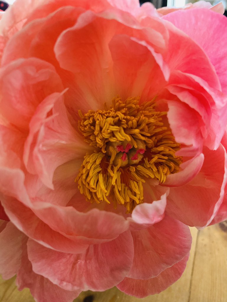 CapriceLeonard's tweet photo. See what can happen in two days?  NOW I’m a happy girl! #Peonies #FaveFlower #Obsessed https://t.co/8o6ozGupd1