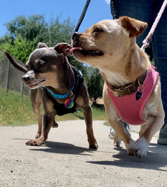 MandaBrown's tweet photo. Parker Pocket had fun with his lady friend Cashew today 😍 Thanks @dudeferrsherr for taking the pics! ❤ https://t.co/311kHPnfJu