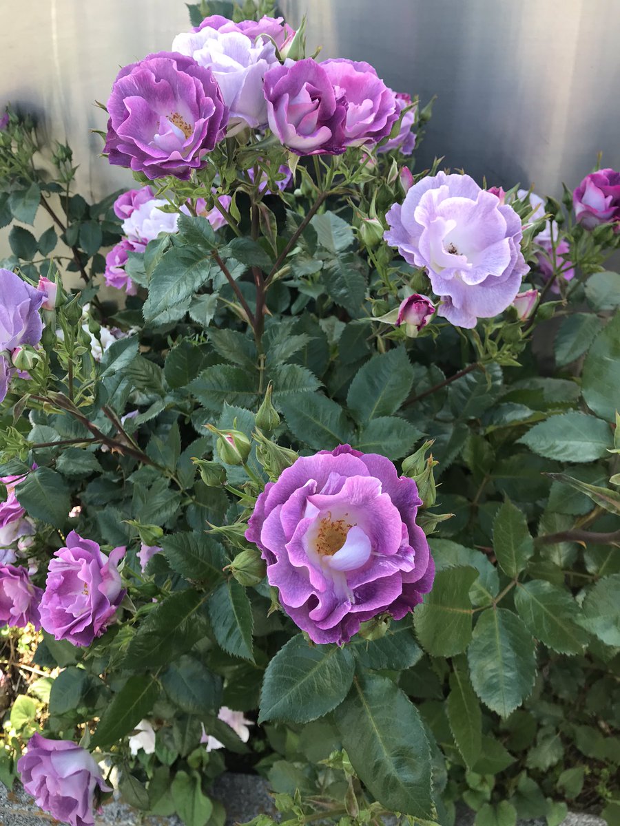 Marimo550829's tweet photo. #花壇花
#お家の薔薇
#今年も咲いてくれた
#花に癒されて
#自然の中で生きる
#綺麗なまま写真
#そして散る
#今年もありがとう♡ https://t.co/cRghxYSmC2