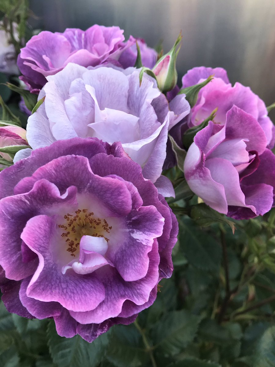 Marimo550829's tweet photo. #花壇花
#お家の薔薇
#今年も咲いてくれた
#花に癒されて
#自然の中で生きる
#綺麗なまま写真
#そして散る
#今年もありがとう♡ https://t.co/cRghxYSmC2