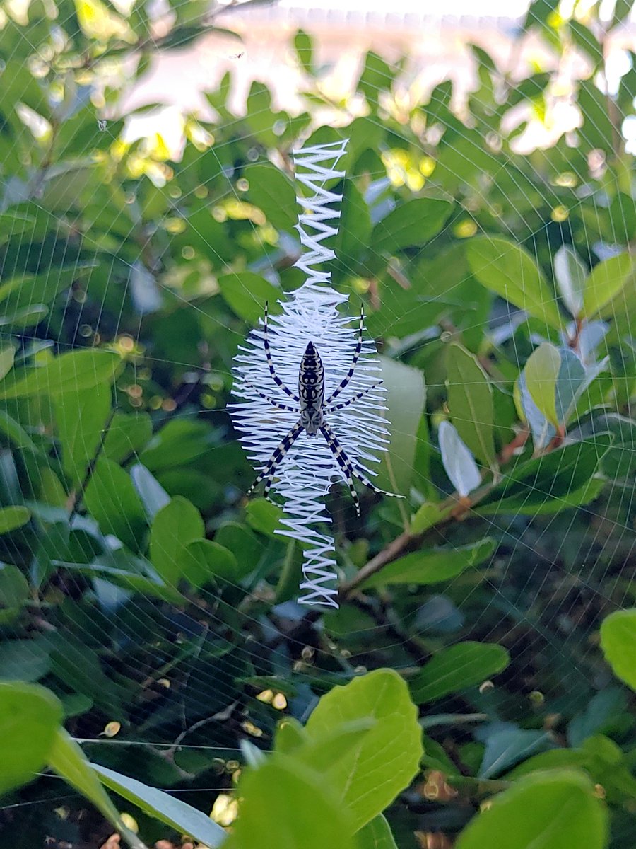 cariasto's tweet photo. @Arachno_Cosas Buenas! Foto en la entrada de mi casa. Que clase de araña será? Una artista. Saludos! https://t.co/m2aKEeGPCe