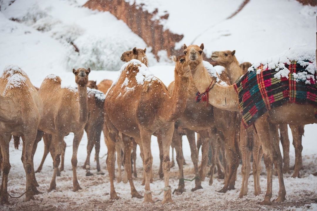 Golden_Places's tweet photo. Tabuk, Saudi Arabia 🇸🇦❄️ https://t.co/al61aJG2aE