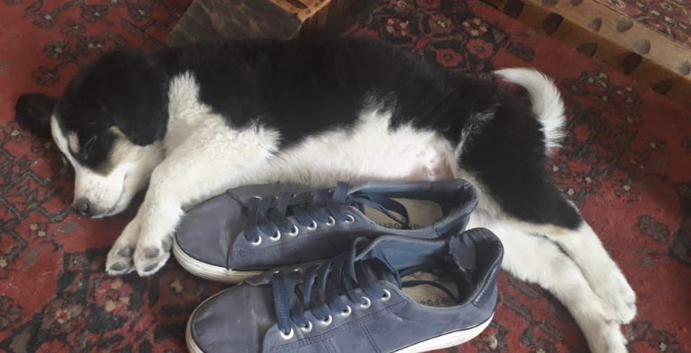 EvopoliAnimal's tweet photo. Esta perrita adorable busca urgente un hogar que la acoja, será de tamaño mediano. Tiene 2 meses y esta desparacitada los interesados se pueden contactar al +56 9 9296 2939 https://t.co/uA2NlnFTbf
