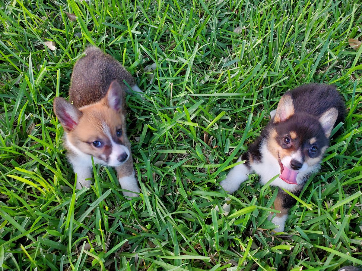 My happy pup's