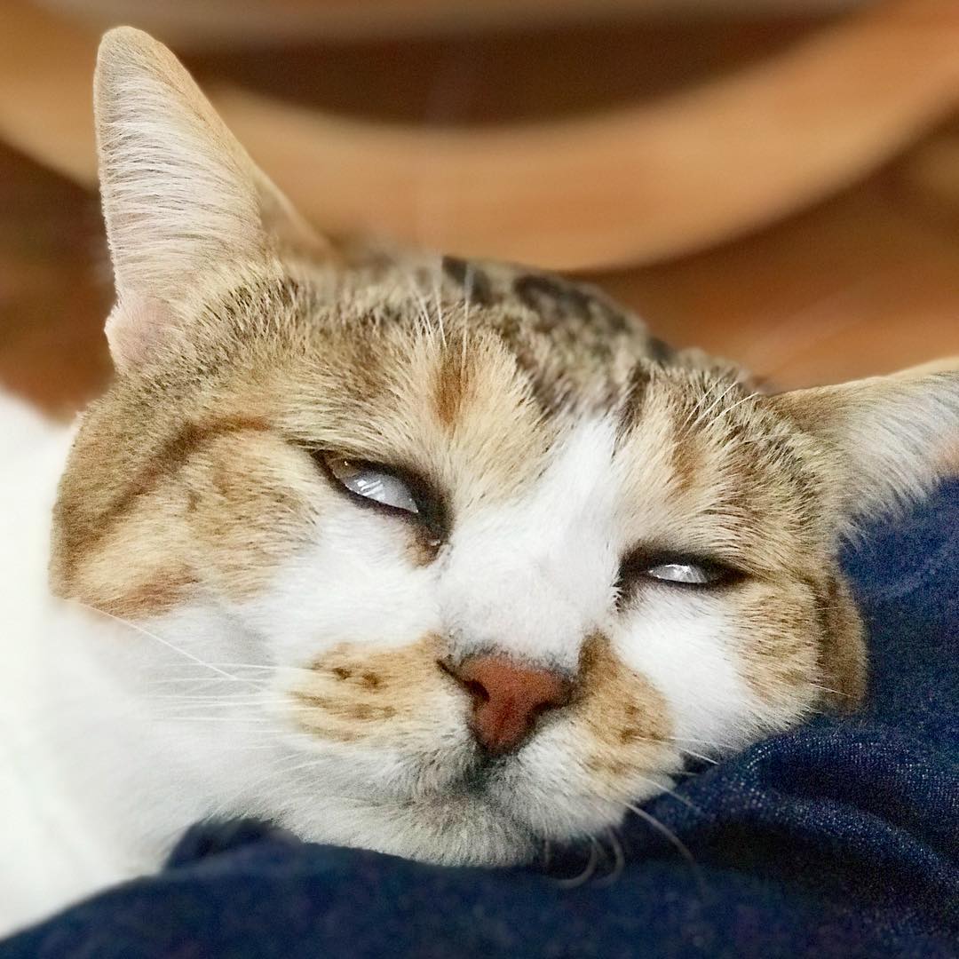 AiskrimPotongMY's tweet image. Genite semua, min dah letih. Nak tido, basuh kaki sebelum tido hehe nanti mak marah...

letihbye
Instagram
instagram.com/p/Bm4Rf_fAonj/…
#sleepy #mengantuk
#naktidurmana #meow #zzz