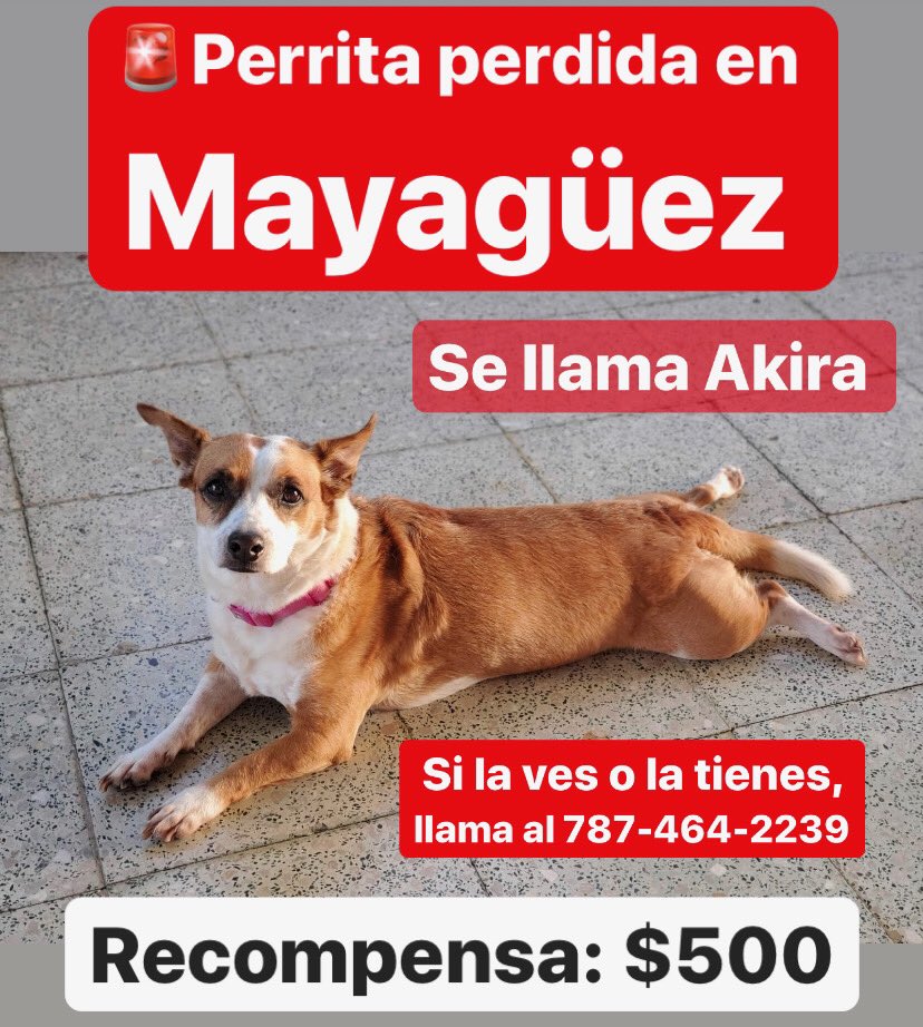 ValeriaCollazoC's tweet photo. A la compañera @shainacaban se le perdió su perrita en Mayagüez. 💔Por favor, RT y llamen o escriban a ese número si la ven. Hay recompensa de $500. https://t.co/VYkj7OhvxU