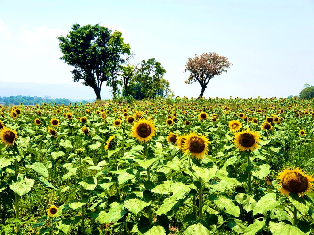 Keep your face to the sunshine and you cannot see the shadow. It’s what sunflowers do.
~ #Helen_Keller

Sunflowers blooming in Jashpur Chhattisgarh!

#HiddenTreasuresOfCG
#WednesdayWisdom