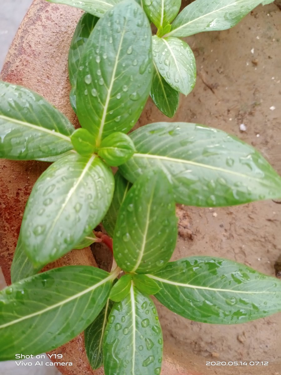 Aqsaa_Irfan's tweet photo. #After_rain_clicks, 💜 💗🤗
#Taval😚💞🥀
#Weather😍🤩🌻 https://t.co/4wsfgtUo5k