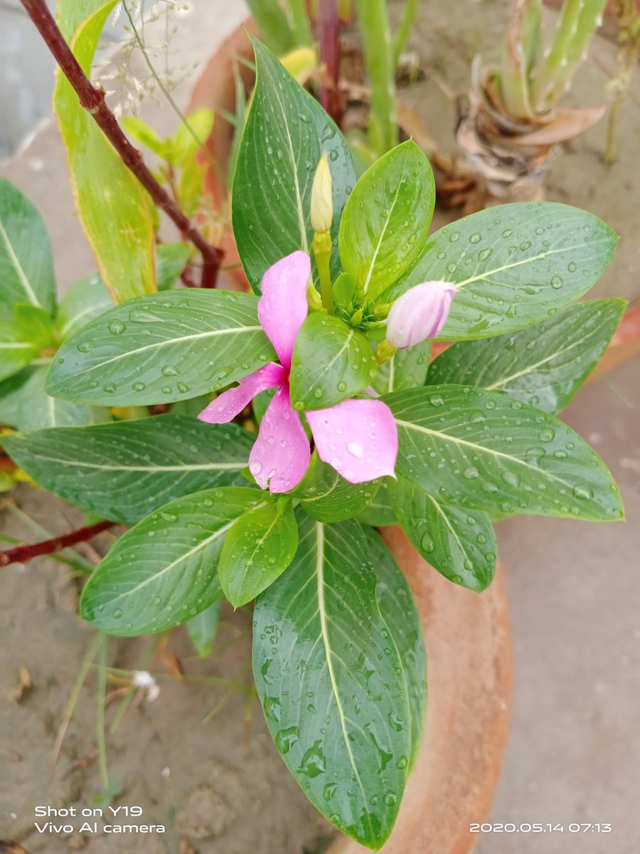 Aqsaa_Irfan's tweet photo. #After_rain_clicks, 💜 💗🤗
#Taval😚💞🥀
#Weather😍🤩🌻 https://t.co/4wsfgtUo5k