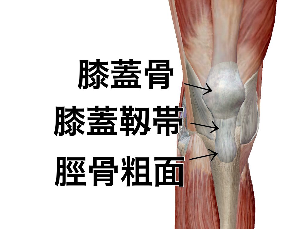 一社)日本治療家研究所（PRT療法/思いっきり解剖学） on Twitter: &quot;【膝蓋靱帯】 膝蓋骨と脛骨粗面を結ぶ膝蓋靱帯。 ここは手の指で計測した場合は 凡そ２横指半〜３横指程。✋ 膝蓋骨付近に痛みが出る人は この間が３横指〜４横指ほど開きます。 これは大腿四頭筋の影響 ...