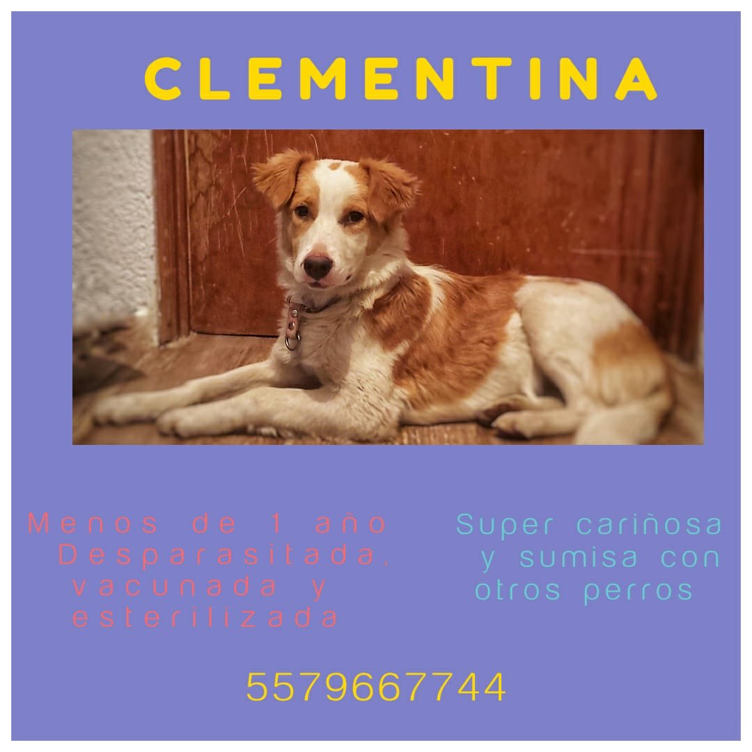 Polimnia Romana  tweet media