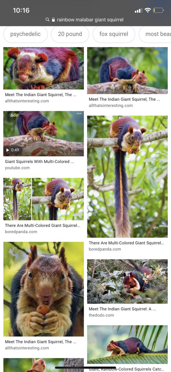 Did you guys know they make rainbow squirrels???