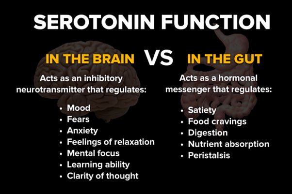 Serotonin & Digestion The Gut is known as our 2nd brain & has more nerves than our spinal cord! That’s why the gut is so critical to our mood & overall health. A problem with digestion/absorption/serotonin leads to many problems!“Go with your gut!”“YOU ARE WHAT YOU EAT”