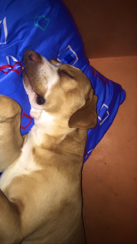 BobbyScrappy's tweet photo. Dormir es lo más rico 💤 https://t.co/hjbR39bTZ8