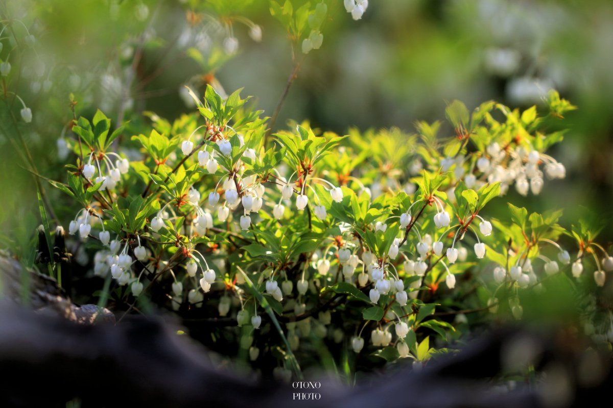 Enkianthusperulatus Twitter Search