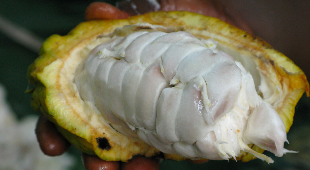 cioccocrusco's tweet photo. Dal seme al cacao: il gusto prezioso delle tavolette di  Cioccocrusco.

https://t.co/krKSV9ayHQ https://t.co/zoyAZKFhEY