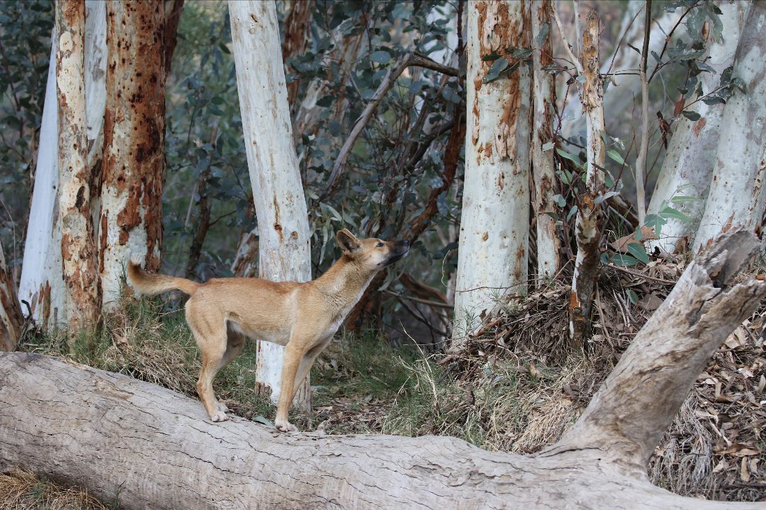RTW_Aus's tweet photo. Looking for things to do this weekend? Get the latest set of free #StayAtHome #natureconnection activities right here!
This week:
@wearewildthing's #ProjectWildThing
@UrbanBirdsOz's #WhatBirdIsThat
Colour #scavengerhunt
@inaturalist &amp;
@FrogIDAus!
#nature
 https://t.co/BufE9ORbSO https://t.co/7lpkPQuB8N