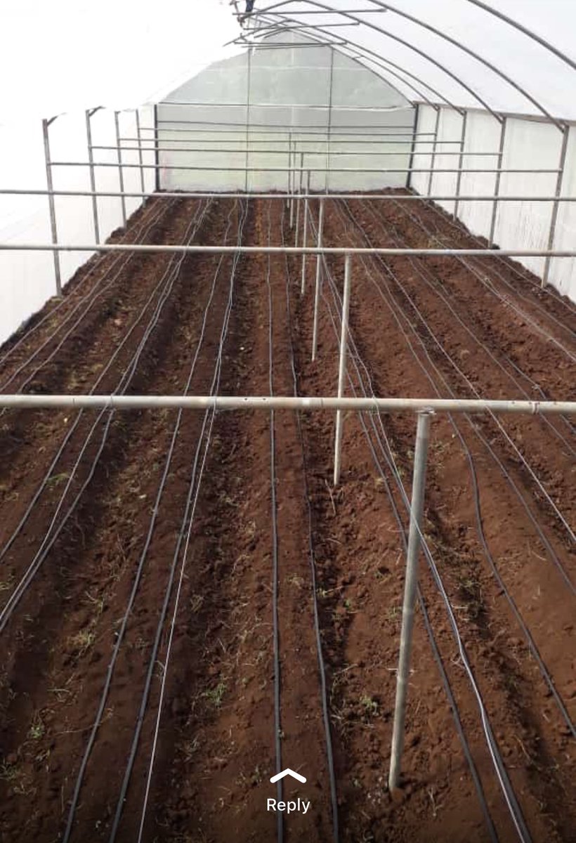 shambaniconsult's tweet photo. Dear agripreneurs,
Before you see the rainbow, you see the rain. If you want to reach your goals, you have to be able to put up with the pain.
And,
If you keep farming the way your forefathers did, I can bet you’ll remain poor, wretched and miserable
Be the change!
#ShambaniChats https://t.co/2af5HAZa5q