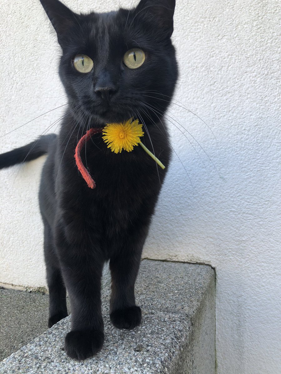 Fth_Chl's tweet image. Joyeux 3 ans à mes 2 petites têtes préférées 😻