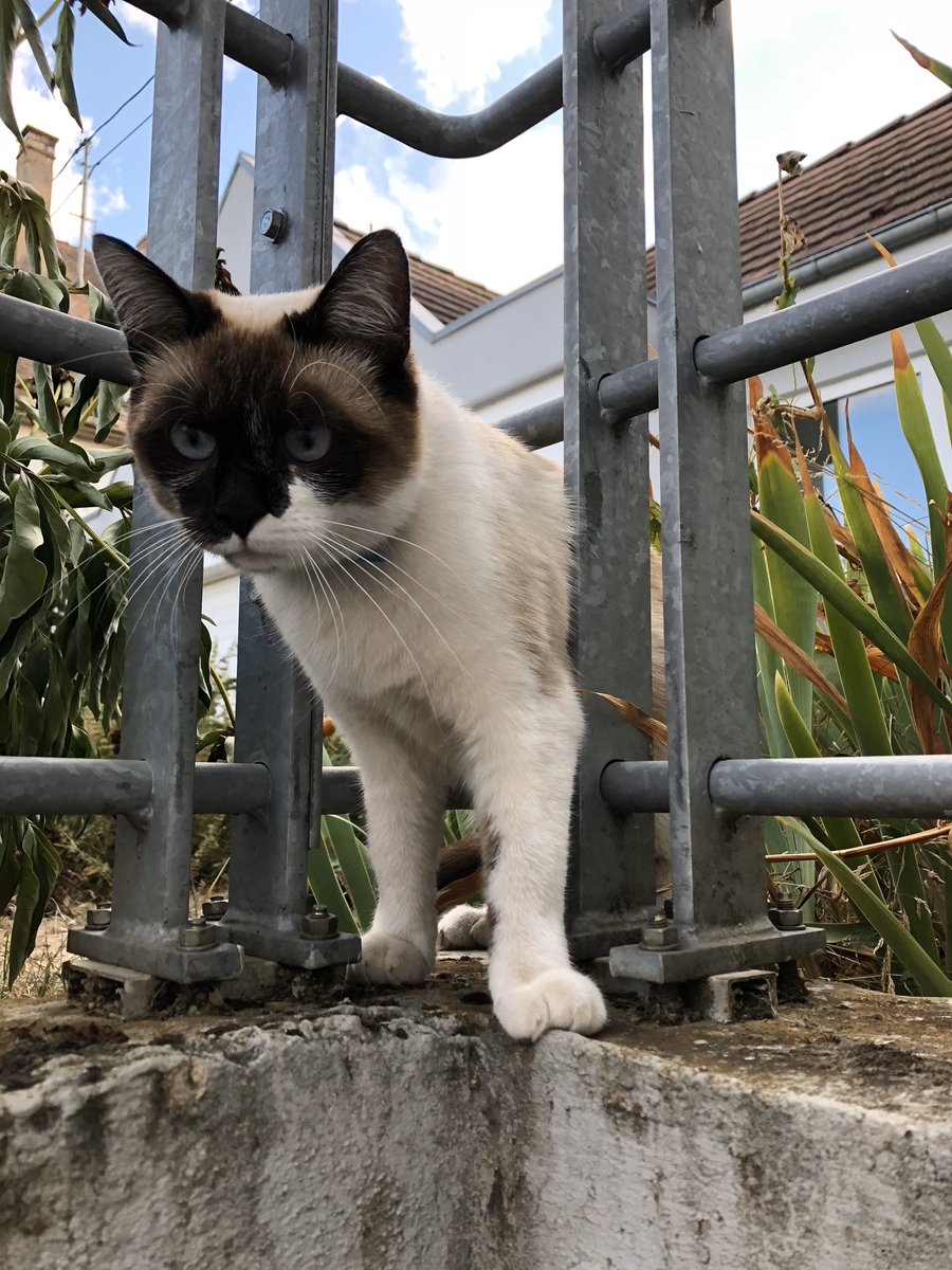 Fth_Chl's tweet image. Joyeux 3 ans à mes 2 petites têtes préférées 😻