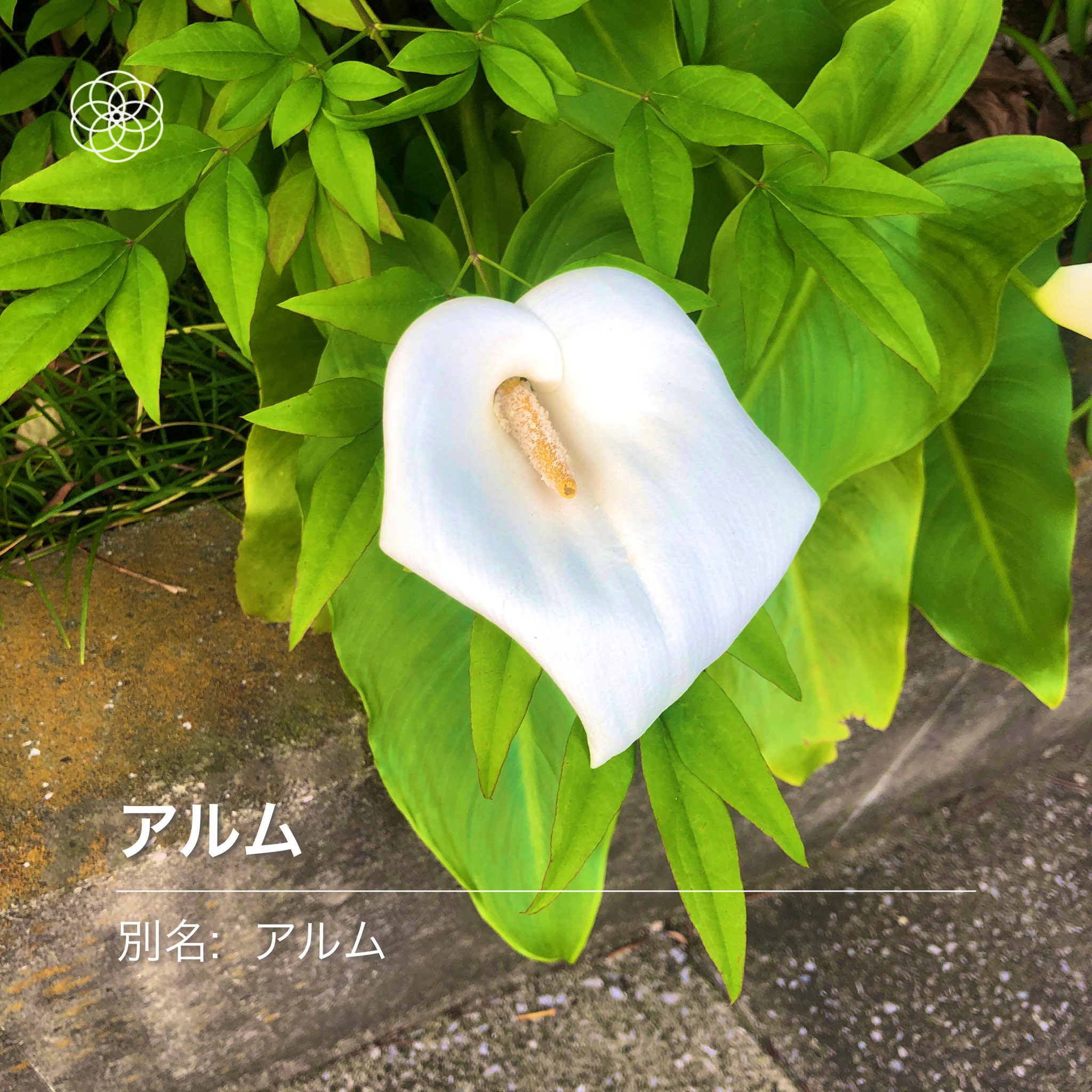 藤崎 朱香 今日 かざすと花の名前を調べてくれるアプリを使ったんだけど凄く良い 植物好き大歓喜 道端でめちゃ良い香りのお花の 名前とかすぐ知れて嬉しいなぁ スーパーまでの道のりが超楽しかったよ 個人的には草木も判別できるようになると嬉しいな