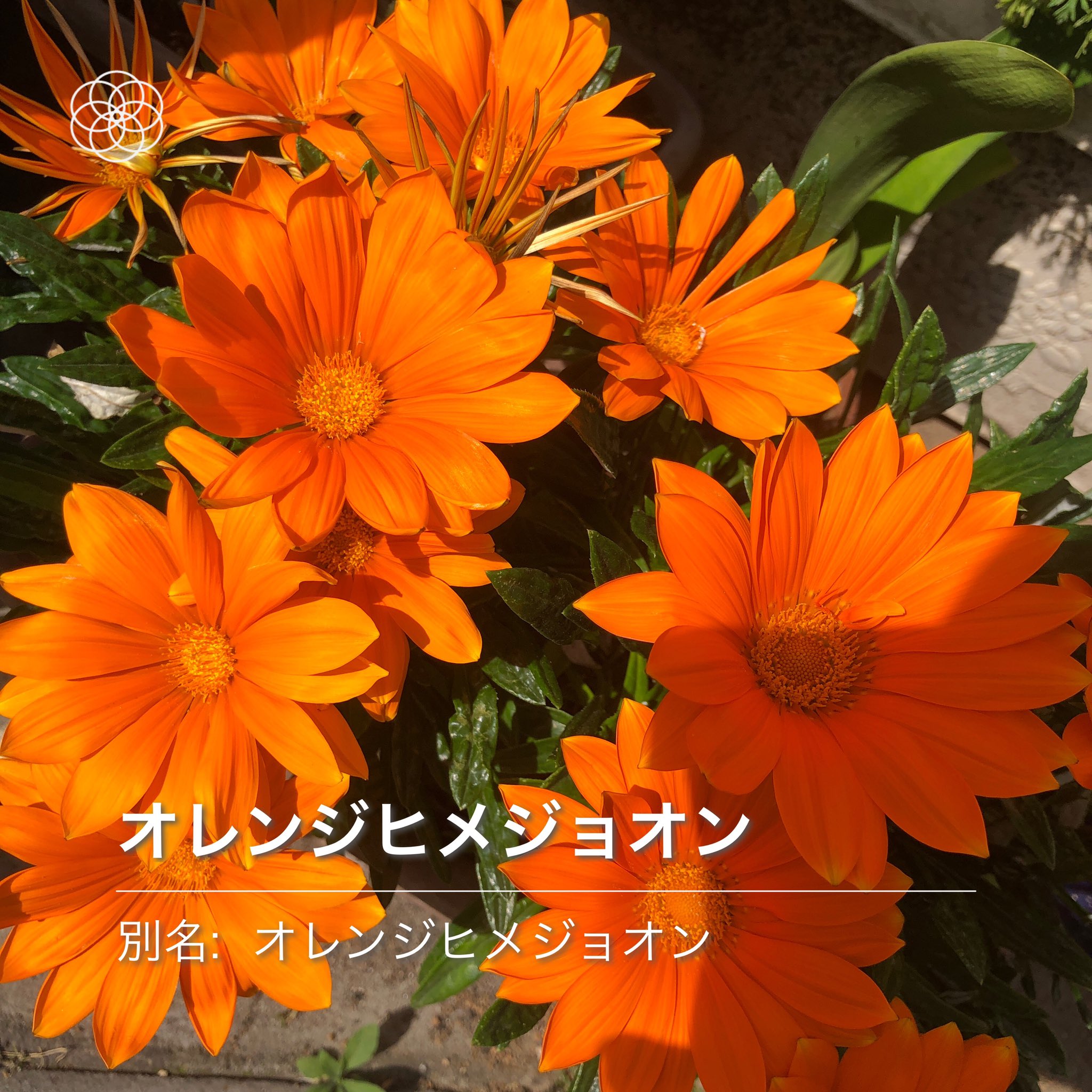 藤崎 朱香 今日 かざすと花の名前を調べてくれるアプリを使ったんだけど凄く良い 植物好き大歓喜 道端でめちゃ良い香りのお花の 名前とかすぐ知れて嬉しいなぁ スーパーまでの道のりが超楽しかったよ 個人的には草木も判別できるようになると嬉しいな