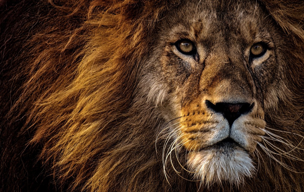 By studying lion's whisker spot patterns - which are as unique as human fingerprints - they will try to record as many lions as possible! #bigcats #positivenews 

grow-media.co.uk/environment-ne…