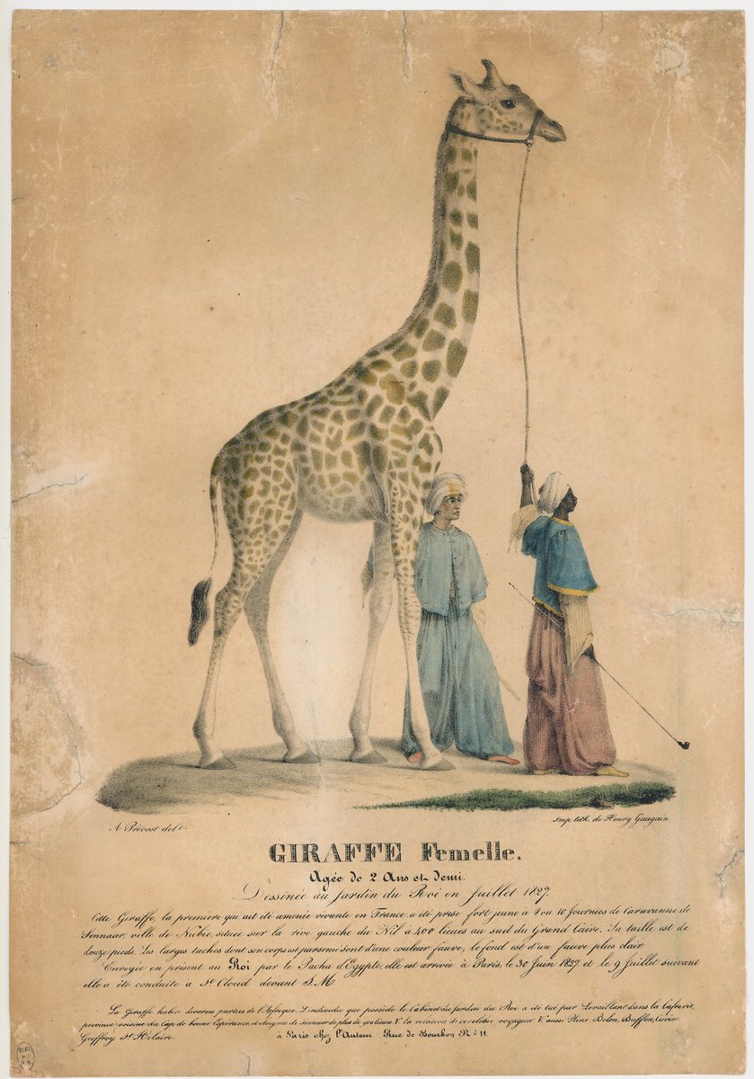 📅 1794 : la Ménagerie du #JardindesPlantes ouvre ses portes.
33 ans plus tard, la girafe Zarafa y sera présentée, après avoir été accueillie comme une star par le roi Charles X au château de Saint-Cloud (<a href="/leCMN/">le CMN</a>) ! 🦒😎
#MuseumMomentsMW