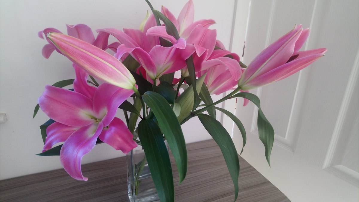 katspark1's tweet photo. My lovely next door #Neighbours have just popped these #lillies round as they were too overwhelming in scent in their house!! They smell amazing! #treat #kindness https://t.co/Ud2kOYUfA2