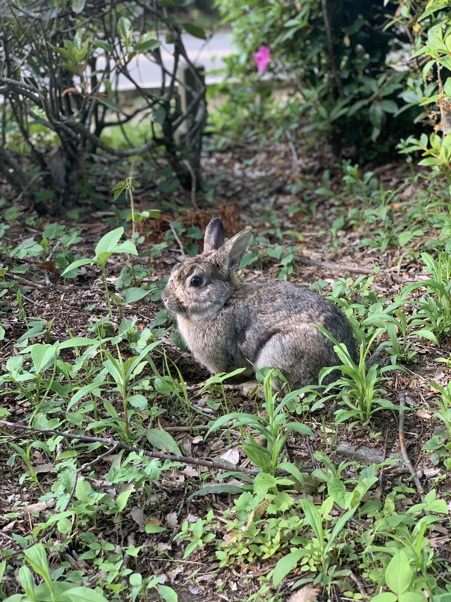 Ayumu Aym ほぼ森の自然公園をお散歩中に 茶色いもふもふが目の前を横切って ねこちゃんかな と思ったら 野生のうさぎ 自由気ままに土ほりほりしてみたり 野草をもぐもぐしたり めちゃめちゃ癒された 大きさ的に多分まだ子供かな 天敵や暑