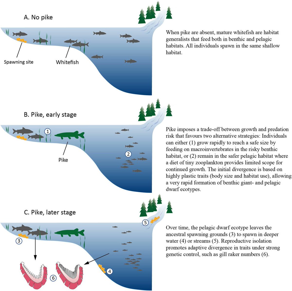 GOhlund's tweet photo. Could spatial sorting of small and large prey from predator gape size drive fish radiations? Our preprint about pike-driven whitefish speciation is now published @EvolLetters
https://t.co/mIN0RbnjtO https://t.co/1hvf2asJII