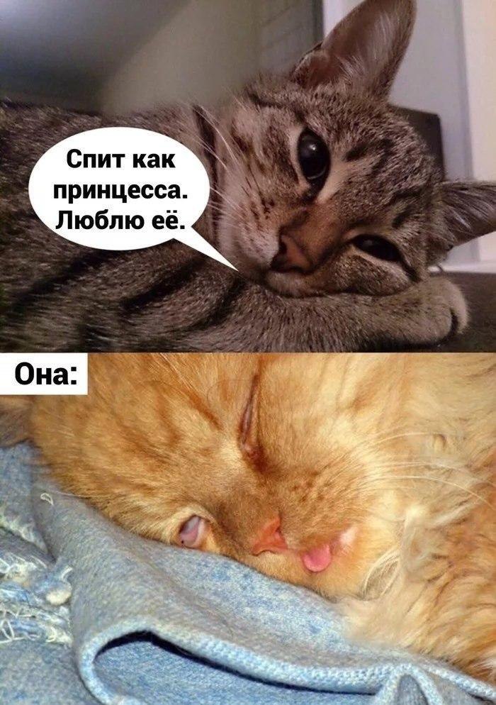 RussianMemesLtd's tweet photo. She sleeps like a princess. I love her so much.

Her: https://t.co/OW5v4BLdf3