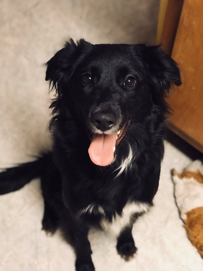 Grumfeil's tweet photo. My dog Phoebe! None of these were edited, taken on Iphone 7 https://t.co/oOje2zBCUm